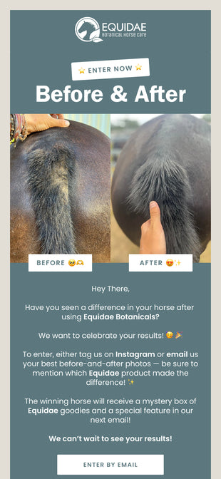 Equidae