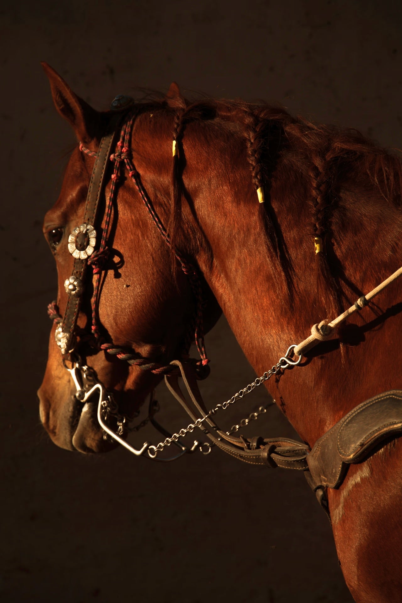 Equidae