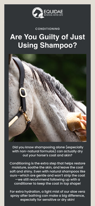 Equidae